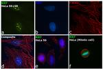 Ki-67 Antibody in Immunocytochemistry (ICC/IF)