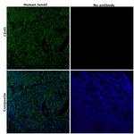 CD45 Antibody in Immunohistochemistry (Paraffin) (IHC (P))