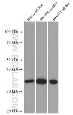 Cyclin D1 Antibody in Western Blot (WB)