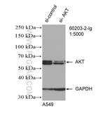 AKT Antibody in Western Blot (WB)