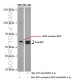 AKT Antibody in Western Blot (WB)