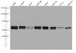 AKT Antibody in Western Blot (WB)