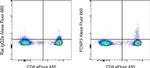 FOXP3 Antibody in Flow Cytometry (Flow)