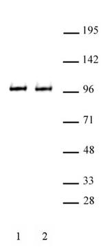 Brd3 Polyclonal Antibody (61489)