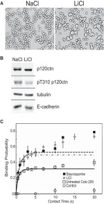 alpha Tubulin Antibody in Western Blot (WB)