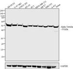 alpha Tubulin Antibody in Western Blot (WB)