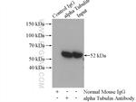 alpha Tubulin Antibody in Immunoprecipitation (IP)