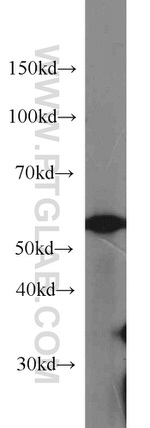 alpha Tubulin Antibody in Western Blot (WB)