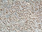 VEGFA Antibody in Immunohistochemistry (Paraffin) (IHC (P))