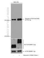 mTOR Antibody in Western Blot (WB)