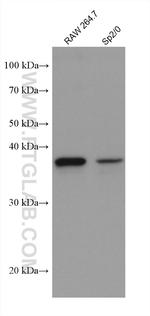 AIM2 Antibody in Western Blot (WB)