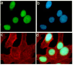 Ki-67 Antibody in Immunocytochemistry (ICC/IF)