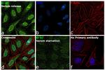 Ki-67 Antibody in Immunocytochemistry (ICC/IF)