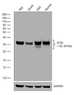 IFI30 (Precursor) Antibody in Western Blot (WB)