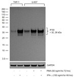 IFI30 (Precursor) Antibody