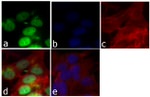 Cyclin D1 Antibody in Immunocytochemistry (ICC/IF)