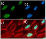 Cyclin D1 Antibody in Immunocytochemistry (ICC/IF)