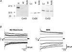 Connexin 26 Antibody in Western Blot (WB)