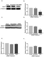 Connexin 26 Antibody in Western Blot (WB)