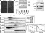 Claudin 1 Antibody in Western Blot, Immunocytochemistry (WB, ICC/IF)