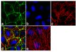 Occludin Antibody in Immunocytochemistry (ICC/IF)