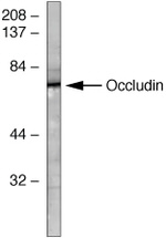 Occludin Antibody in Western Blot (WB)