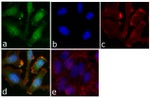 Phospho-STAT5 alpha (Tyr694) Antibody in Immunocytochemistry (ICC/IF)