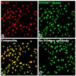 Ki-67 Antibody in Immunocytochemistry (ICC/IF)