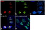 Ki-67 Antibody in Immunocytochemistry (ICC/IF)