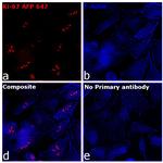 Ki-67 Antibody in Immunocytochemistry (ICC/IF)