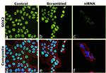 SOX2 Recombinant Monoclonal Antibody (Btjce) (740013T)