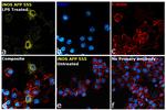 iNOS Antibody