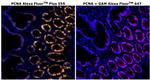 PCNA Antibody in Immunohistochemistry (Paraffin) (IHC (P))