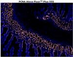 PCNA Antibody in Immunohistochemistry (Paraffin) (IHC (P))