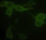 alpha Tubulin Antibody in Immunocytochemistry (ICC/IF)