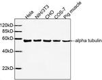 alpha Tubulin Antibody in Western Blot (WB)