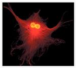 alpha Tubulin Antibody in Immunocytochemistry (ICC/IF)