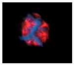 alpha Tubulin Antibody in Immunocytochemistry (ICC/IF)