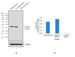 Cyclin D1 Antibody in Western Blot (WB)