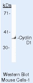 Cyclin D1 Antibody in Western Blot (WB)