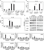 AIM2 Antibody in Western Blot (WB)