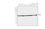 GAPDH Antibody in Western Blot (WB)