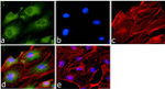 GAPDH Antibody in Immunocytochemistry (ICC/IF)