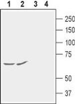 KCNG1 (KV6.1) (extracellular) Antibody in Western Blot (WB)