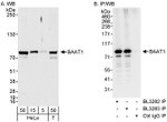 BAAT1 Antibody in Western Blot (WB)