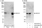 BACH1 Antibody in Western Blot (WB)