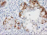 BAIAP2 Antibody in Immunohistochemistry (Paraffin) (IHC (P))