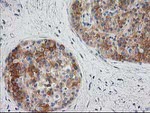 BAIAP2 Antibody in Immunohistochemistry (Paraffin) (IHC (P))