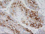 BAIAP2 Antibody in Immunohistochemistry (Paraffin) (IHC (P))