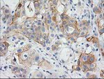 BAIAP2 Antibody in Immunohistochemistry (Paraffin) (IHC (P))